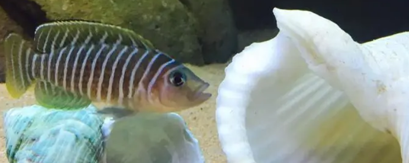 斑马贝公鱼突然咬死母鱼什么原因