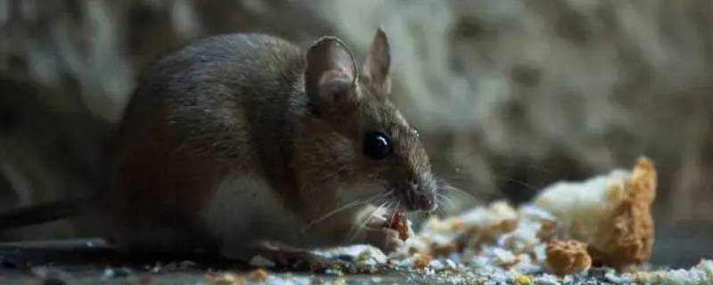 蚁拥蜂攒猜一动物生肖