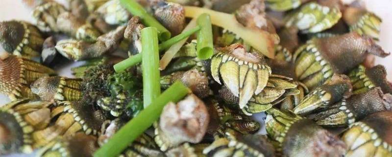 佛手螺有寄生虫吗